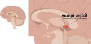 PinealGland