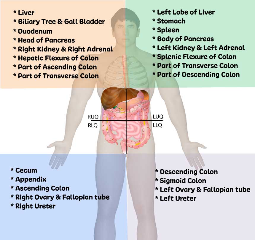 Abdominal-Quadrants